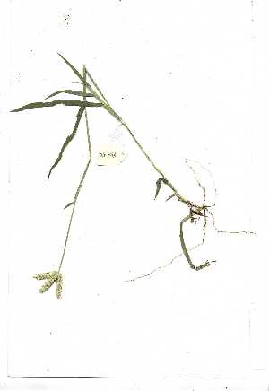  (Dactyloctenium aegyptiacum - YBK335)  @11 [ ] Copyright  Unspecified Unspecified