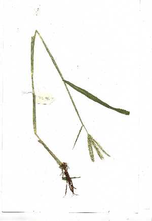  (Dactyloctenium giganteum - YBK336)  @11 [ ] Copyright  Unspecified Unspecified