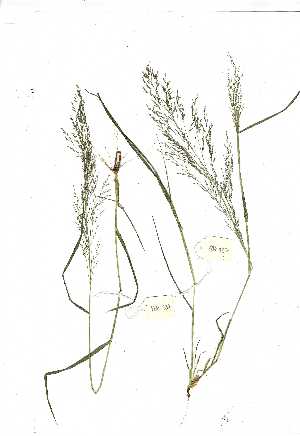  (Eragrostis porosa - YBK337)  @11 [ ] Copyright  Unspecified Unspecified