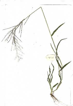  (Leptochloa chinensis - YBK338)  @11 [ ] Copyright  Unspecified Unspecified
