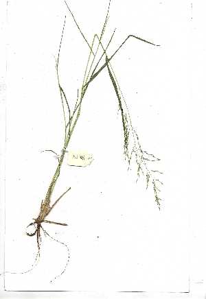  (Eragrostis lehmanniana - YBK346)  @11 [ ] Copyright  Unspecified Unspecified