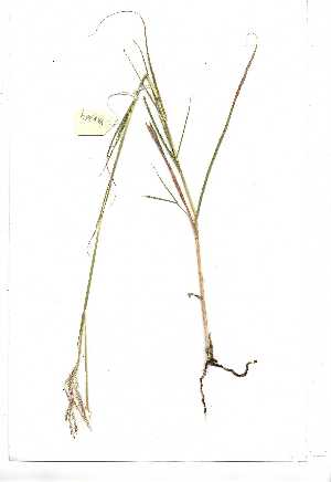  (Bothriochloa radicans - YBK364)  @11 [ ] Copyright  Unspecified Unspecified