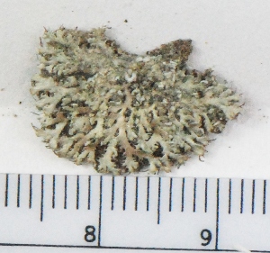  (Heterodermia speciosa - KNWR Herb 9017)  @11 [ ] CreativeCommons - Attribution Non-Commercial Share-Alike (2013) Unspecified U.S. Fish and Wildlife Service