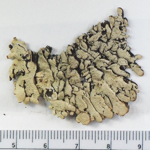  (Hypogymnia enteromorpha - KNWR Herb 9018)  @11 [ ] CreativeCommons - Attribution Non-Commercial Share-Alike (2013) Unspecified U.S. Fish and Wildlife Service