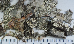  (Parmeliopsis - KNWR Herb 9049)  @11 [ ] CreativeCommons - Attribution Non-Commercial Share-Alike (2013) Unspecified U.S. Fish and Wildlife Service