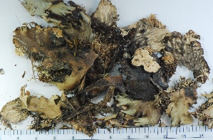  (Peltigera degenii - KNWR Herb 9053)  @11 [ ] CreativeCommons - Attribution Non-Commercial Share-Alike (2013) Unspecified U.S. Fish and Wildlife Service