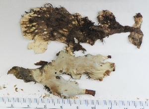  (Peltigera occidentalis - KNWR Herb 9056)  @11 [ ] CreativeCommons - Attribution Non-Commercial Share-Alike (2013) Unspecified U.S. Fish and Wildlife Service