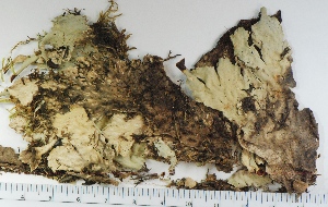  (Peltigera polydactylon - KNWR Herb 9057)  @11 [ ] CreativeCommons - Attribution Non-Commercial Share-Alike (2013) Unspecified U.S. Fish and Wildlife Service
