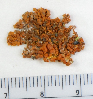  (Xanthoria - KNWR Herb 9104)  @11 [ ] CreativeCommons - Attribution Non-Commercial Share-Alike (2013) Unspecified U.S. Fish and Wildlife Service