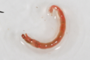  ( - 09PROBE-02109)  @12 [ ] CreativeCommons - Attribution (2009) CBG Photography Group Centre for Biodiversity Genomics