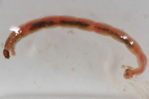  ( - 09PROBE-02127)  @12 [ ] CreativeCommons - Attribution (2009) CBG Photography Group Centre for Biodiversity Genomics