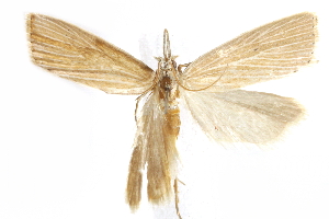  ( - BIOUG24423-E06)  @12 [ ] CreativeCommons - Attribution (2015) CBG Photography Group Centre for Biodiversity Genomics