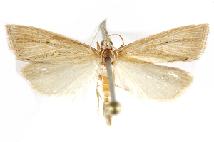  ( - BIOUG24423-E08)  @12 [ ] CreativeCommons - Attribution (2015) CBG Photography Group Centre for Biodiversity Genomics