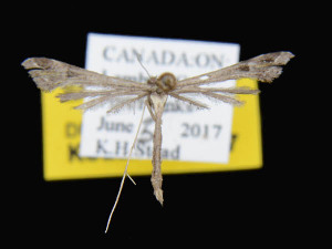  ( - KSLEP1053-17)  @12 [ ] Copyright (2017) Kenneth H Stead Canadian National Collection of Insects, Arachnids and Nematodes