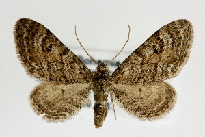  (Eupithecia gelidata - KS0144)  @14 [ ] Unspecified (default): All Rights Reserved  Unspecified Unspecified