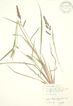  ( - KSR 010)  @11 [ ] Copyright (2009) Steven Newmaster University of Guelph BIO Herbarium