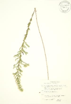  (Symphyotrichum ericoides - KSR 006)  @11 [ ] Copyright (2009) Steven Newmaster University of Guelph BIO Herbarium