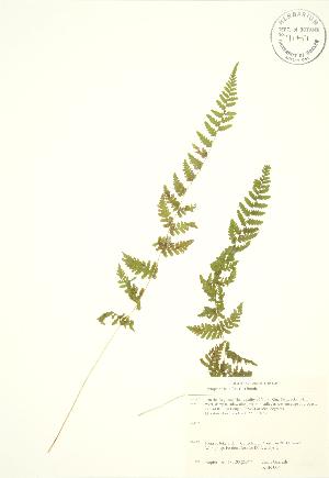  ( - KSR 004)  @12 [ ] Copyright (2009) Steven Newmaster University of Guelph BIO Herbarium
