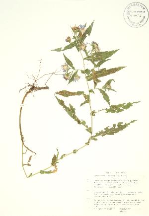  (Symphyotrichum puniceum - AP408)  @11 [ ] Copyright (2009) Steven Newmaster University of Guelph BIO Herbarium