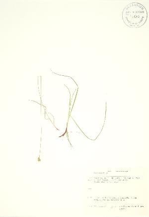  ( - KSR 023)  @11 [ ] Copyright (2009) Steven Newmaster University of Guelph BIO Herbarium