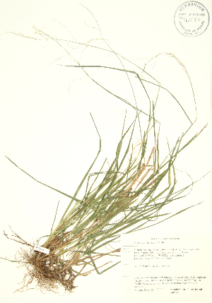  ( - AP287)  @11 [ ] Copyright (2009) Steven Newmaster University of Guelph BIO Herbarium