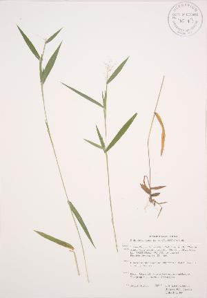  (Dichanthelium acuminatum - KSRB 047)  @11 [ ] Copyright (2009) Steven Newmaster University of Guelph BIO Herbarium
