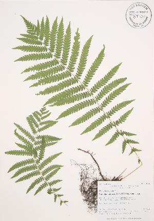  ( - AP452)  @11 [ ] Copyright (2009) Steven Newmaster University of Guelph BIO Herbarium