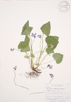  (Viola sororia - AP448)  @11 [ ] Copyright (2009) Steven Newmaster University of Guelph BIO Herbarium