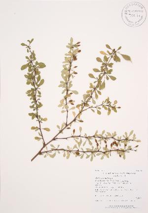  ( - AP304)  @11 [ ] Copyright (2009) Steven Newmaster University of Guelph BIO Herbarium