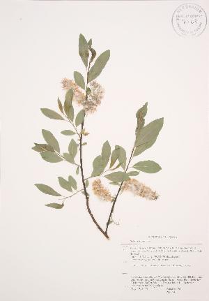  ( - AP049)  @11 [ ] Copyright (2009) Steven Newmaster University of Guelph BIO Herbarium