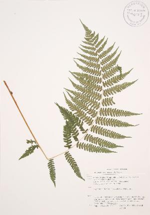  (Thelypteris noveboracensis - AP324)  @11 [ ] Copyright (2009) Steven Newmaster University of Guelph BIO Herbarium
