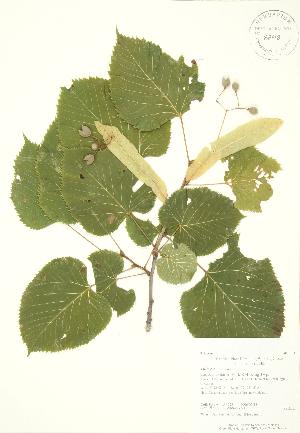  (Tilia americana - AP225)  @11 [ ] Copyright (2009) Steven Newmaster University of Guelph BIO Herbarium