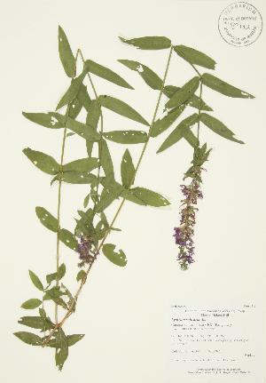  (Lythrum salicaria - AP340)  @11 [ ] Unspecified (default): All Rights Reserved  Unspecified Unspecified