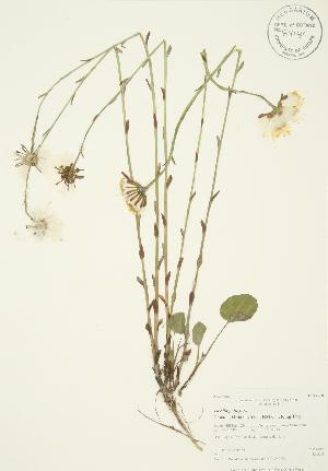  ( - AP436)  @11 [ ] Copyright (2009) Steven Newmaster University of Guelph BIO Herbarium