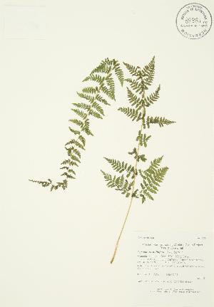  ( - AP189)  @11 [ ] Copyright (2009) Steven Newmaster University of Guelph BIO Herbarium
