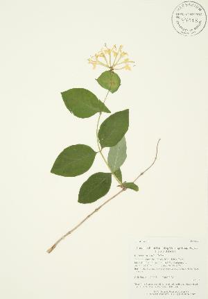  (Lonicera hirsuta - AP165)  @11 [ ] Unspecified (default): All Rights Reserved  Unspecified Unspecified