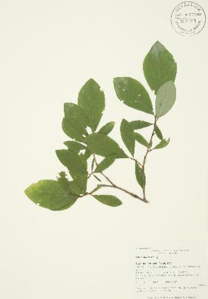  (Thymelaeoideae - AP002b)  @11 [ ] Copyright (2009) Steven Newmaster University of Guelph BIO Herbarium