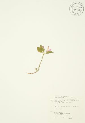  (Polygala paucifolia - AP018)  @11 [ ] Copyright (2009) Steven Newmaster University of Guelph BIO Herbarium