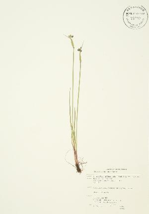  (Sisyrinchium montanum - AP085)  @11 [ ] Copyright (2009) Steven Newmaster University of Guelph BIO Herbarium