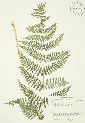  ( - AP097)  @11 [ ] Copyright (2009) Steven Newmaster University of Guelph BIO Herbarium