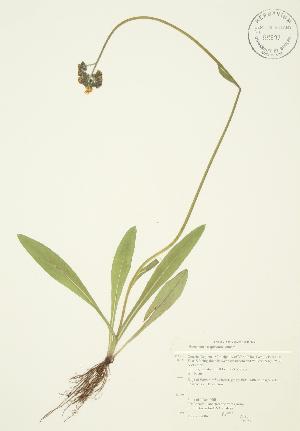  ( - AP054)  @11 [ ] Copyright (2009) Steven Newmaster University of Guelph BIO Herbarium