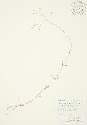  (Stellaria longifolia - AP135)  @11 [ ] Unspecified (default): All Rights Reserved  Unspecified Unspecified