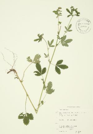  ( - JAG 0025)  @11 [ ] Copyright (2009) Steven Newmaster University of Guelph BIO Herbarium
