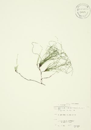  ( - JAG 0029)  @11 [ ] Copyright (2009) Steven Newmaster University of Guelph BIO Herbarium