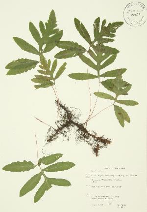  ( - JAG 0014)  @11 [ ] Copyright (2009) Steven Newmaster University of Guelph BIO Herbarium