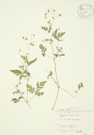  ( - JAG 0015)  @11 [ ] Copyright (2009) Steven Newmaster University of Guelph BIO Herbarium