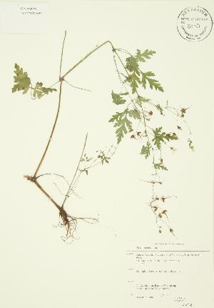  ( - JAG 0015)  @11 [ ] Copyright (2009) Steven Newmaster University of Guelph BIO Herbarium
