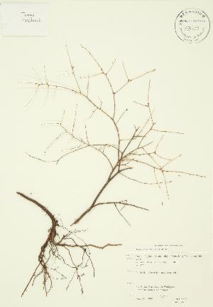  ( - JAG 0017)  @11 [ ] Copyright (2009) Steven Newmaster University of Guelph BIO Herbarium