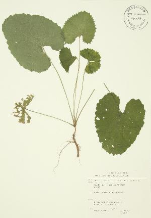  ( - JAG 0018)  @11 [ ] Copyright (2009) Steven Newmaster University of Guelph BIO Herbarium