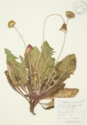  ( - AP239)  @11 [ ] Copyright (2009) Steven Newmaster University of Guelph BIO Herbarium